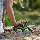 flexi bio L tractor (1).webp